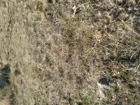 Ankara Pursaklar Saray (Belde) Mahallesi Milli Emlak'tan Satılık 1.056,00 m2 Arsa