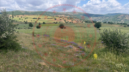 Çorum Ortaköy Salbaş Köyü Milli Emlak'tan Satılık 1.666,16 m2 Tarla