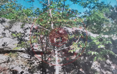 Mersin Tarsus Kırıtlar Köyü Milli Emlak'tan Satılık 2.131,57 m2 Tarla