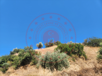 Aydın Nazilli Kestel Köyü Milli Emlak'tan Satılık 954,18 m2 Tarla