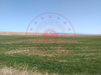 Kırıkkale Delice Tavaözü Köyü Milli Emlak'tan Satılık 10.826,01 m2 Tarla