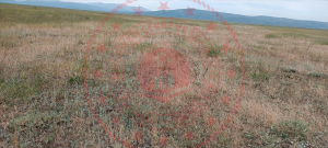 Erzurum Karayazı Aşağı İncesu Köyü Milli Emlak'tan Satılık 2.976,30 m2 Tarla