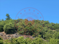 Zonguldak Ereğli Üçköy Milli Emlak'tan Satılık 3.717,58 m2 Tarla