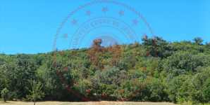 Muğla Menteşe Yaraş Köyü Milli Emlak'tan Satılık 4.399,38 m2 Tarla