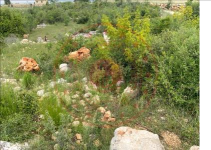 Mersin Erdemli Çiriş Köyü Milli Emlak'tan Satılık 1.712,62 m2 Tarla