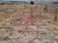 Konya Beyşehir Esence Kasabası Milli Emlak'tan Satılık 2.324,05 m2 Arsa