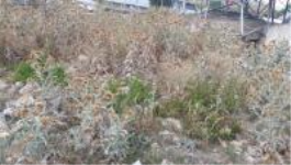 Erzurum İspir Alacabük Köyü Milli Emlak'tan Satılık 100,17 m2 Tarla