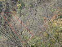 Trabzon Akçaabat Yıldızlı - Orta Mahalle Milli Emlak'tan Satılık 925,25 m2 Arsa