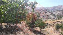 Malatya Hekimhan Haydaroğlu Köyü Milli Emlak'tan Satılık 2.850,21 m2 Tarla