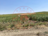 Edirne Uzunköprü Turnacı Köyü Milli Emlak'tan Satılık 366,50 m2 Tarla