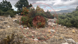 Konya Beyşehir Üzümlü Kasabası Milli Emlak'tan Satılık 306,90 m2 Arsa