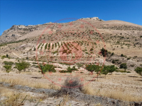 Malatya Hekimhan Salıcık Köyü Milli Emlak'tan Satılık 10.995,69 m2 Tarla