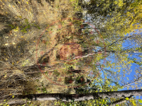 Kastamonu Tosya Kilkuyu Köyü Milli Emlak'tan Satılık 161,26 m2 Tarla